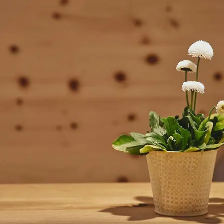 Appartamento Echt Zeit Bad Dürrheim